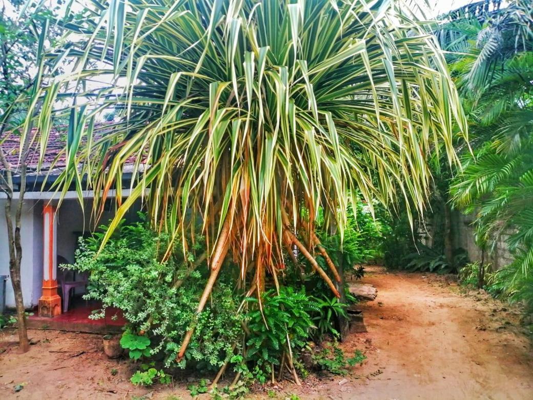 Senith Guest House ميريسا المظهر الخارجي الصورة